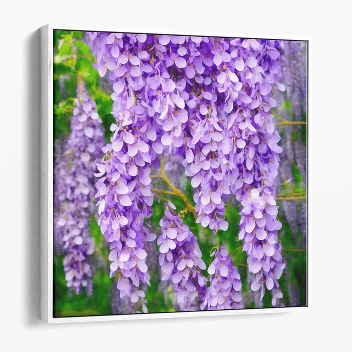 Whispers Of Purple Bloom: A Lush Wisteria Symphony Canvas Art Print